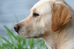 金毛犬如何补钙