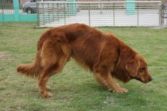 金毛犬骨折了怎么办