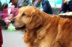 金毛怀孕周期多久