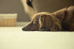 金毛生产前征兆