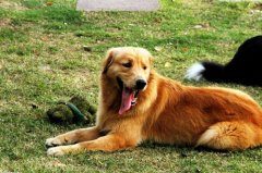 金毛便秘怎么办