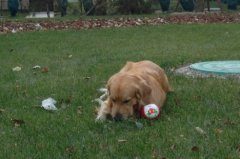 金毛有寄生虫怎么办