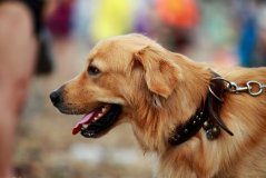 金毛咳嗽怎么办