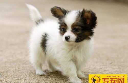 蝴蝶犬聪明吗 智商排名显示非常聪明机灵