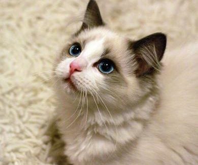 布偶猫的品种 四个品种有怎样的不同