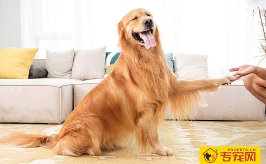 金毛什么时候打疫苗