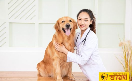 金毛拉稀怎么办