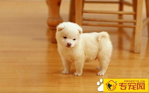 狗狗不同季节如何正确管理 狗一年四季管理汇总