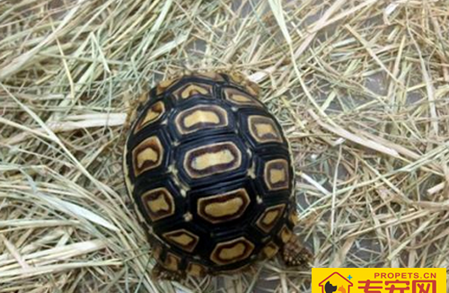 适合家养的狗 最好选择和自己性格合适的