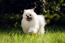 【养宠物心得分享】博美的毛色忽然越来越变枯变黄,6月大博美身上毛变黄