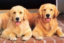 【养宠物心得分享】母金毛假如绝育后性格会有转变吗,母犬做了绝育性格发生变化