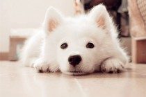 【养宠物的工作经验与感受】狗狗拉稀能吃黄连素吗