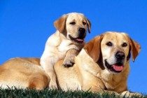 【养宠物心得分享】拉布拉多为什么会有关节发炎的,拉布拉多关节风湿病能好么