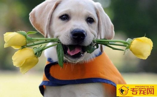 怎么和拉布拉多寻回犬亲近