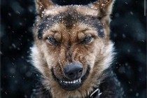 双排牙的伤害:狗狗拥有双排牙该怎么办?