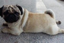 【宠物的保养小窍门】幼犬严重便秘会死吗,幼犬巴哥便秘怎么办