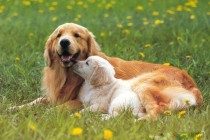 是什么原因会造成狗狗呕吐?狗狗呕吐能够 吃小宠物肠胃宝调养吗?