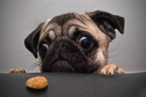 【养宠物心得分享】巴哥犬感冒喝什么药,巴哥犬喝粥预防流感有什么用