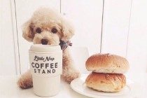 【宠物的保养小妙招】如何刺激性泰迪排便,泰迪排便难如何刺激性它排