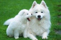 【养宠物心得分享】萨摩耶前爪受伤还出血,萨摩耶的胳肢窝受伤肿胀