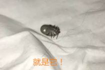 遛狗狗警惕蜱虫扎进狗狗皮肤,遇到蜱虫该怎么处理呢?