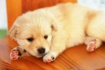 如何判断狗狗身体是否健康