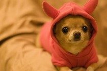 【养宠物经验分享】3月小狗狗发烧感冒会治愈吗，三个月狗狗感冒会全自动好么