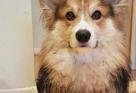 这5种小狗,真是就是说“洁癖症”的天敌,谁养有谁知道