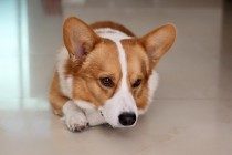 柯基那些事儿：柯基排便一直很松，柯基拉了好长时间的软便