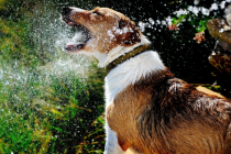 养宠物夏季爱得病，这种安全隐患，你犯了几个？