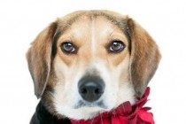 【宠物的保养小窍门】狗狗拉稀忌食禁水多长时间，狗狗腹泻禁水要多长时间