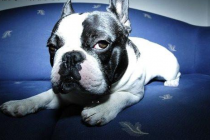 法斗感冒主要症状，法斗感冒前期吃啥快好