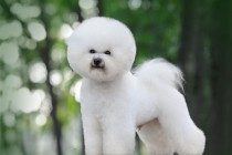 比熊耳朵便便如何解决，比熊耳朵臭如何一会事