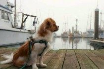 【宠物的保养小窍门】2岁的狗狗拉稀水该怎么办，2岁的狗狗拉肚子拉水