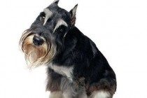 【本人养宠物心得分享】雪纳瑞眼睛有红血丝是啥难题