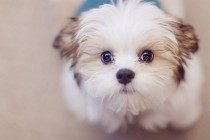 【本人养宠物心得分享】狗狗着凉感冒有点儿打喷嚏，要给打喷嚏的狗狗吃什么药