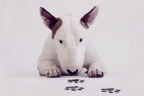 狗狗没驱虫会挑食吗，狗狗沒有驱虫挑食该怎么办