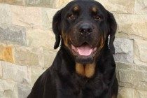 罗威纳犬感冒要打针吗,罗威纳犬感冒打针快好么