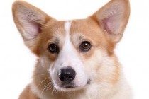 柯基耳螨不给碰该怎么办，柯基耳螨不给清除该怎么办