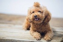 【本人养宠物心得分享】泰迪感冒如何测体温，泰迪感冒体温一切正常如何处理