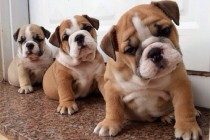 英牛拉稀好几日了，英国斗牛犬拉肚子好几日了