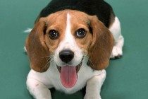 养宠小趣闻：狗狗关节炎摸它会痛吗，狗狗关节炎一抱就叫