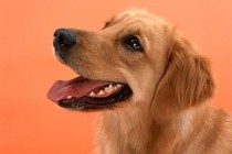 【本人养宠物心得分享】狗狗大便不成形粘稠,3月狗狗大便不成形