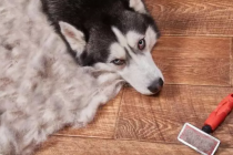 小狗掉毛排名榜,家里小狗排第几?如何应对小狗掉毛?