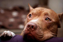 比特犬呕吐该怎么办?比特犬呕吐是怎么回事