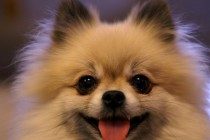 小博美有眼屎如何洗去,博美有眼屎如何搞掉