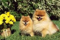 博美吃撑拉稀,博美吃过多拉稀吗