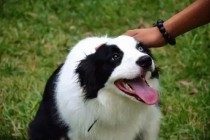 边牧感冒吐鲜红色物品,边牧感冒了吐该怎么办