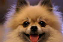 博美常有泪痕吗,博美狗狗泪痕怎样去掉