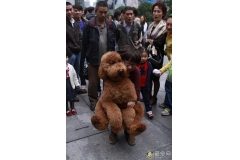 巨贵犬图片 巨贵犬价格多少钱